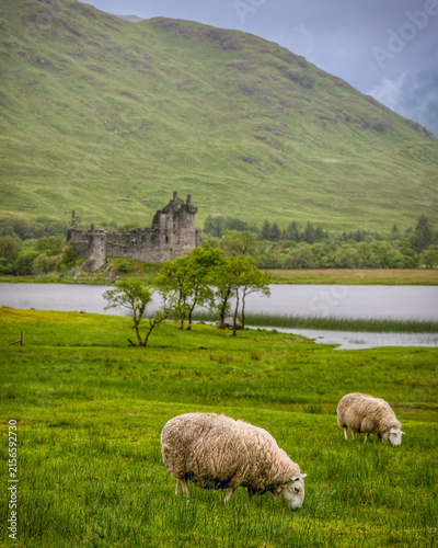 sheep in the mountains