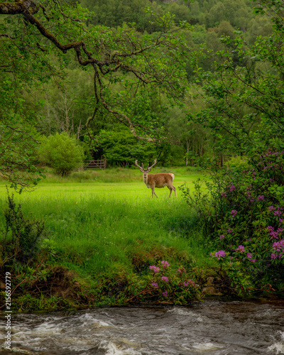 deer in the woods