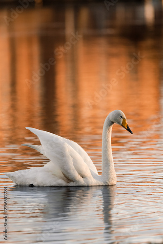 swan on the lake