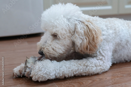 Foto charming white poodle puppy is lying on the floor and gnawing on a bone