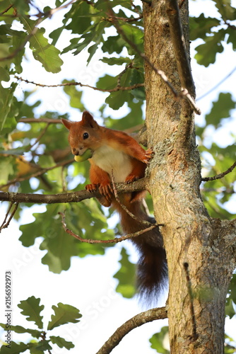 squirrel