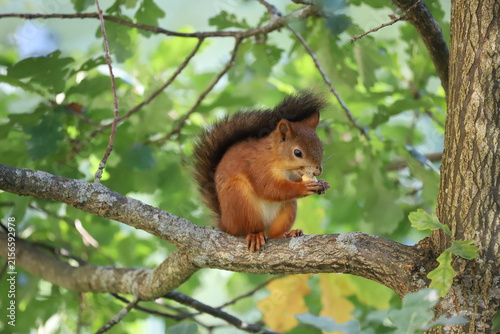 squirrel