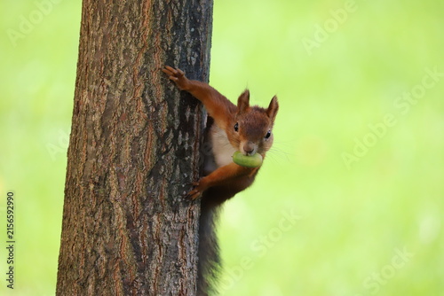squirrel