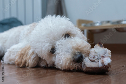 Quadro su tela charming white poodle puppy is lying on the floor and gnawing on a bone