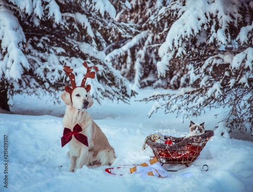 pet christmas card