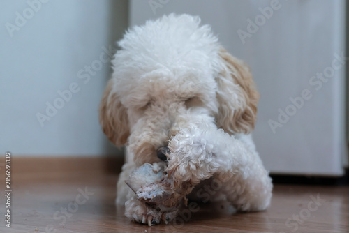 Fotografie charming white poodle puppy is lying on the floor and gnawing on a bone