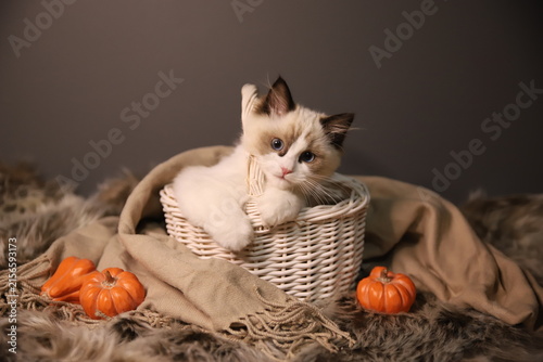 kitten in basket
