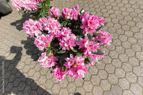 Ein rosa Blumenstrauss - rhododendron