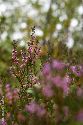 Purple common heather blooming in Swedish nature bokeh