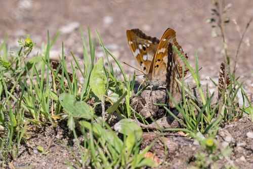 Lesser purple emperor butterfly resting on ground near grass, macro shot of wild insect in Latvia
