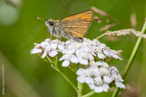Essex skipper butterfly resting on white yarrow flower in summer meadow, detailed macro view of small wild butterfly in Latvia