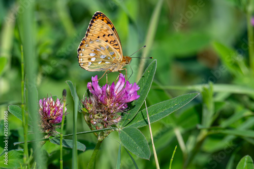 Dark green fritillary butterfly resting on pink clover flower in summer meadow, macro view of wild insect in Latvia