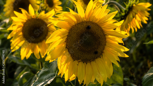 Sunflower agriculture field close up. Sunflower background.