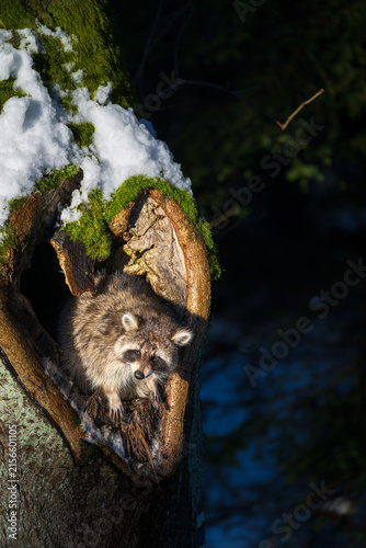 A cute raccoon Procyon lotor peeking out of a hollow tree trunk covered with snow and moss in winter alert wild animal looking away closeup portrait wildlife photography
