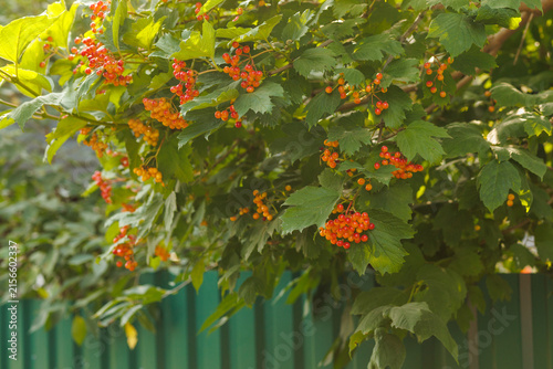 Clusters of red berries growing on leafy shrub