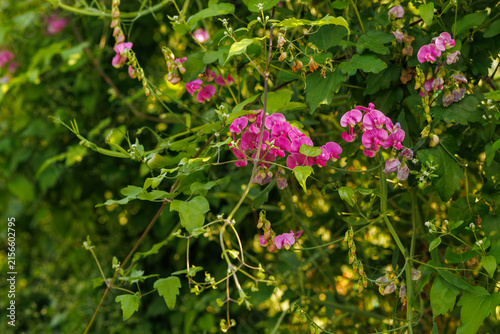 Cuadro en lienzo Pink sweet pea flowers growing among green garden foliage