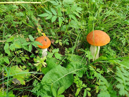 Orange-capped aspen boletes, Leccinum aurantiacum, growing among grass and woodland plants, wild edible mushrooms, natural habitat, and seasonal foraging.