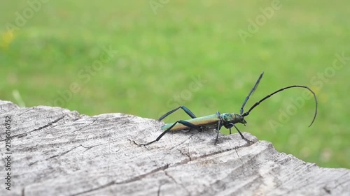 Musk beetle, Aromia moschata, perched on a dried-out stump, a colorful beetle with large antennae