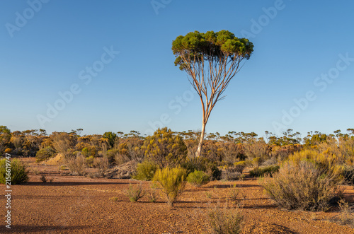 Early morning sun on the outback desert and lone tree in Western Australia, Australia