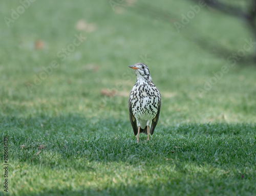 Groundscraper thrush on a lawn in Etosha National Park, Namibia, Africa