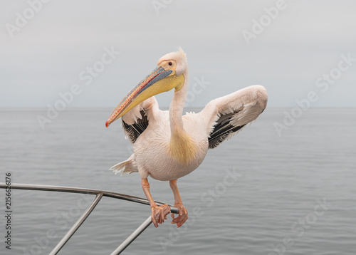 A Great white pelican on a boat rail in Walvis Bay, Namibia, Africa