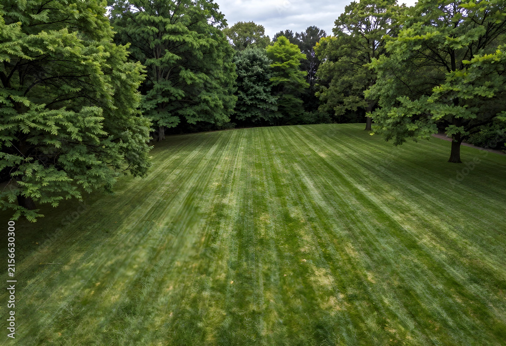 Obraz premium Lush green lawn with freshly mowed stripes surrounded by Mature trees in a park or garden setting, Mature trees with dense foliage line the edges of the expansive grassy area