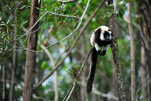 Madagascar, Andasibe, ile aux lemuriens, Coquerel's Sifaka (Propithecus coquereli) in the forest