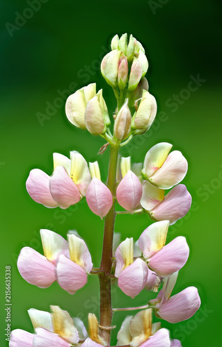 Flowers of Large-leaved lupine in early summer.
