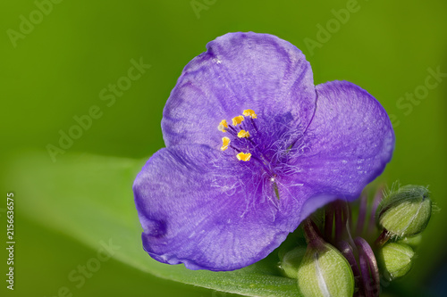 Blue flower of Tradescantia sp. plant.