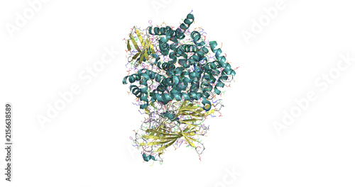Fotografía ERAP2 (Endoplasmic reticulum aminopeptidase 2), enzyme vital for regulating anti