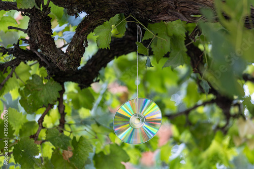 Konstfotografi Old compact disc hanging from a grapevine as an improvised bird deterrent, using reflected light to protect grapes from birds in a vineyard