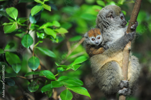 Madagascar, Andasibe, ile aux lemuriens, mother and baby endangered primate Golden Bamboo Lemur (Hapalemur aureus)