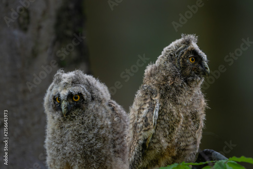 Принти на полотні Two cute young long-eared owl chicks Asio otus sitting on a tree branch in a gre