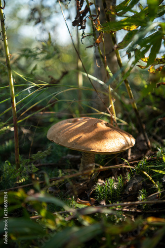 Foto the mushroom grows in the forest among the trees