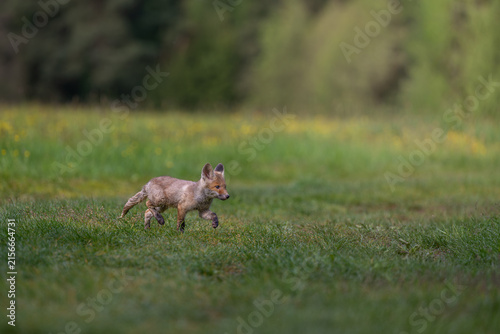 Obraz na plátně A cute young red fox pup Vulpes vulpes running fast on a green grass meadow in n