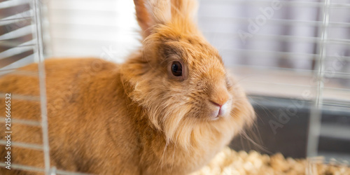 Quadro su tela Wide view of a dwarf rabbit resting in a cage on bedding with visible bars and p