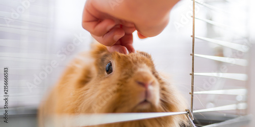Obraz na płótnie Close-up of brown rabbit being stroked through cage bars for pet care background