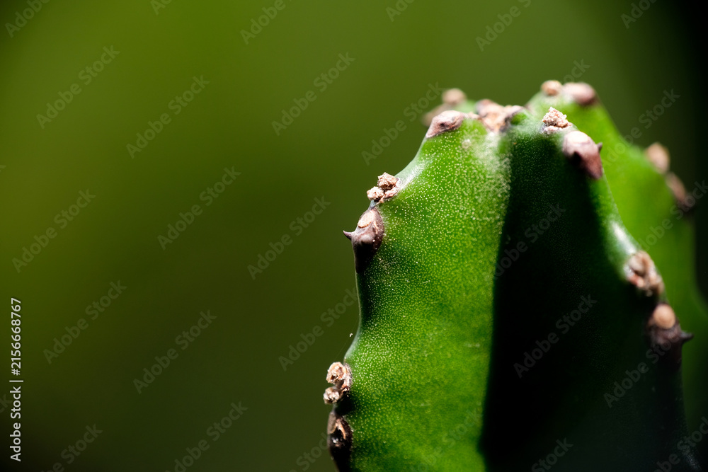 Macro close-up of green cactus stem texture in natural light
