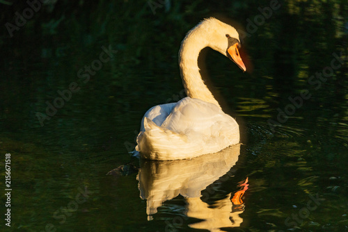 Wildlife on Mreznica river in Croatia, mute swans swimming on green water surface in nature