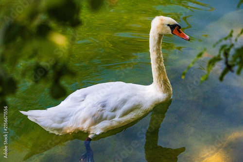 Wildlife on Mreznica river in Croatia, mute swans swimming on green water surface in nature