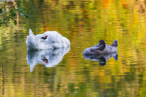 Wildlife on Mreznica river in Croatia, mute swans swimming on green water surface in nature