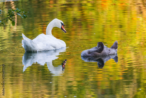Wildlife on Mreznica river in Croatia, mute swans swimming on green water surface in nature