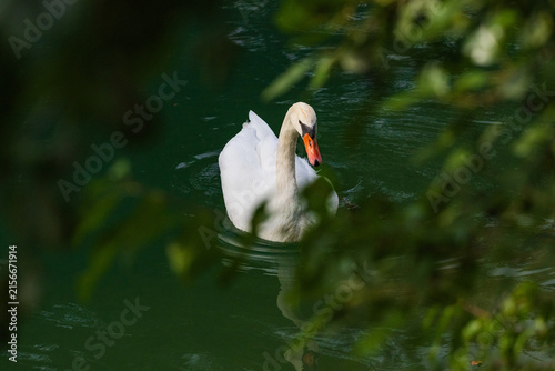 Wildlife on Mreznica river in Croatia, mute swans swimming on green water surface in nature