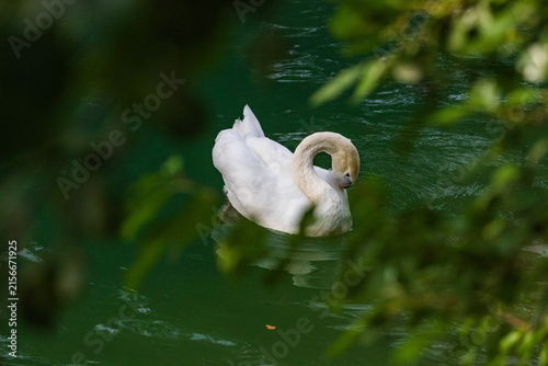 Wildlife on Mreznica river in Croatia, mute swans swimming on green water surface in nature