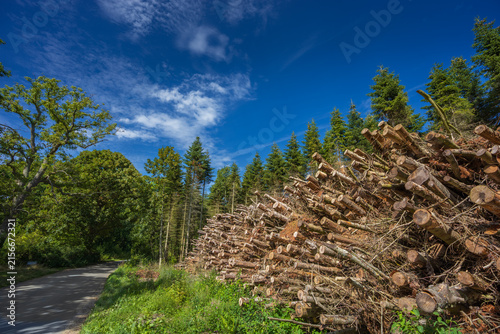 Large Stack of Cut Tree Branches and Logs by a Forest Road