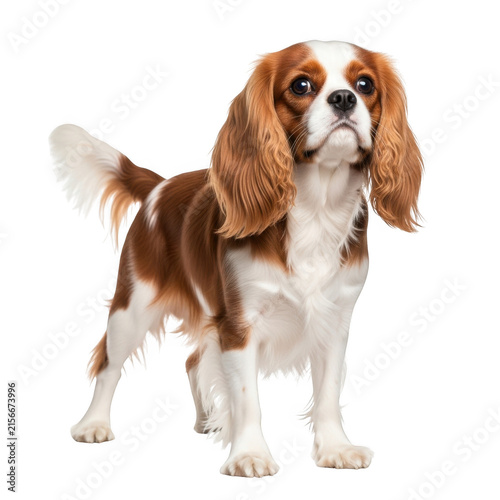 Cute cavalier king charles spaniel standing on white background isolated on transparent background
