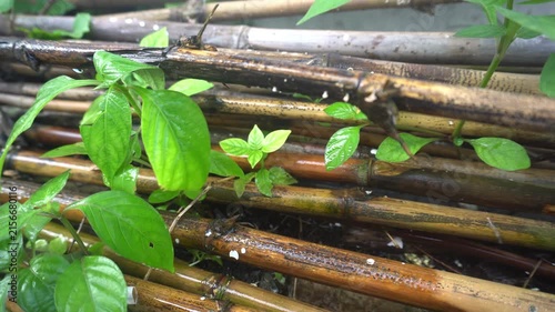 Rain falling on green plants growing through a bamboo fence