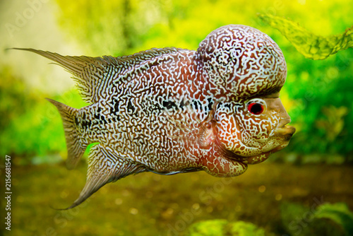 Quadro su tela FLOWERHORN cichlid fish swims against the background of green water