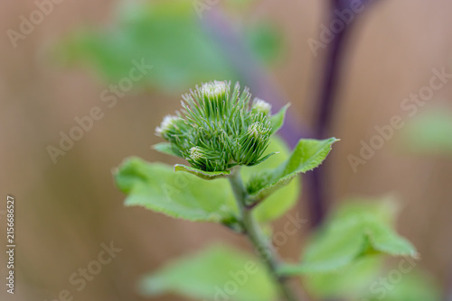 Cuadro en lienzo Green burdock plant budding in spring nature