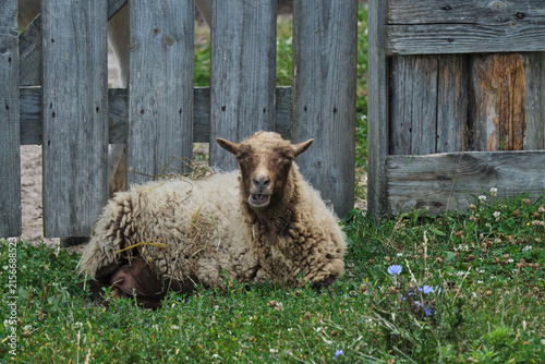 cute animal on the pasture